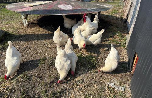 Ferienhaus Spielburg - Foto 5