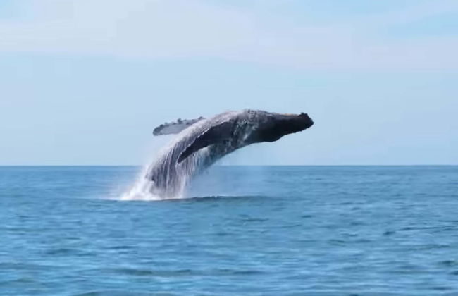 Avistamiento de ballenas en Seattle - Foto 1