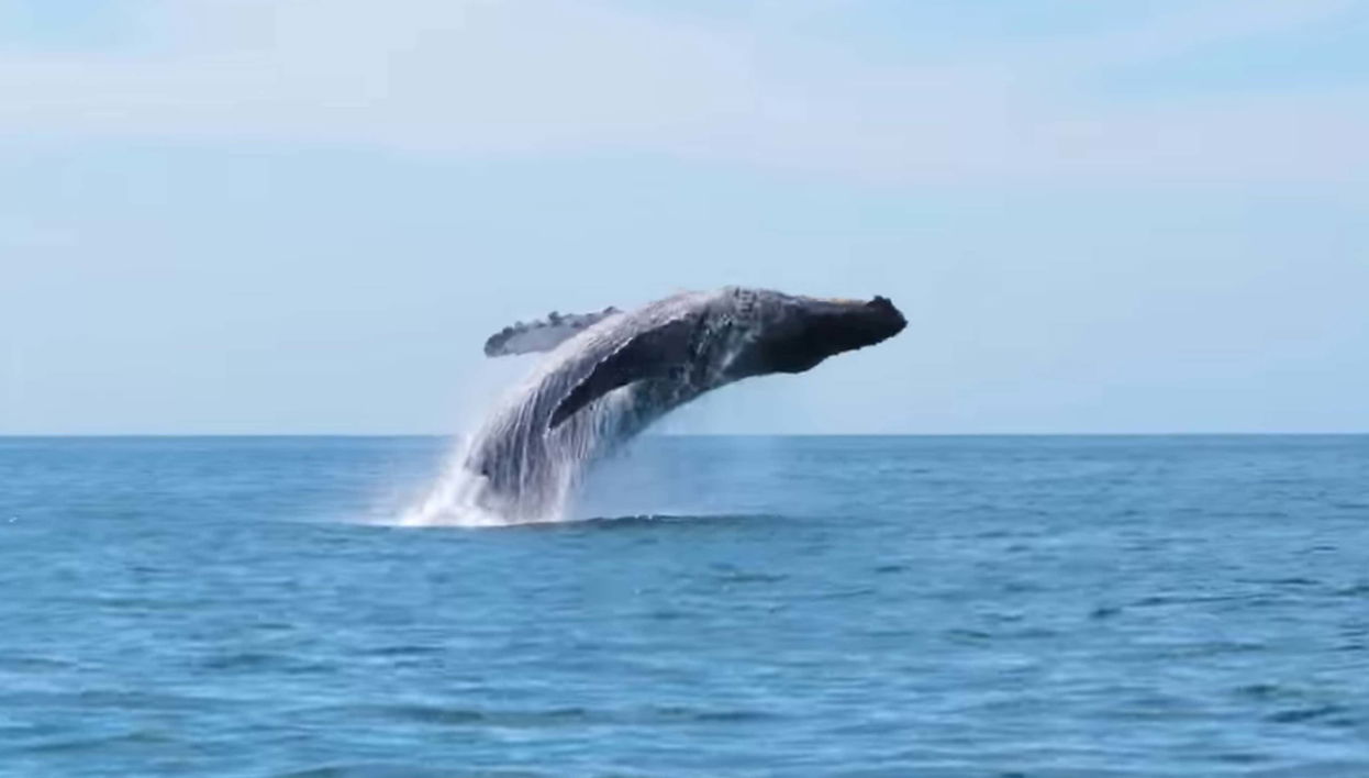 Avistamiento de ballenas en Seattle