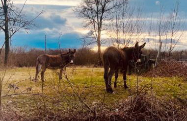 Lovačka kuća Draganić - Foto 50