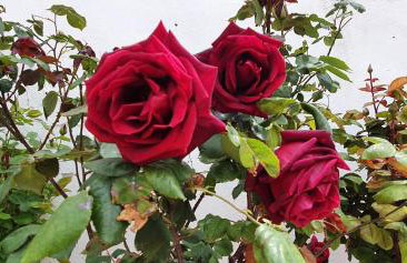 Casa Rural Los Pinillos - Foto 17