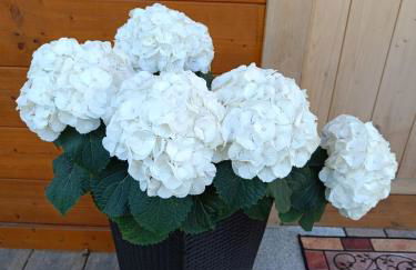 Ferienhaus Romantika - Foto 16