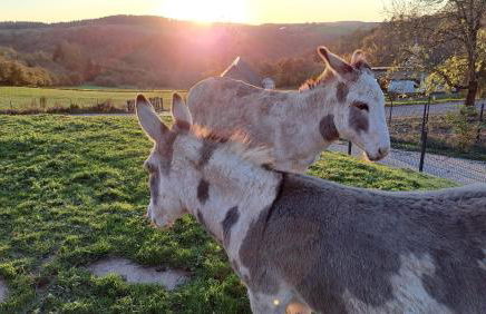 Am Hohestein - Foto 16