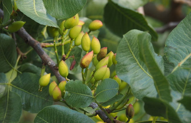 Agriturismo il Drago - Foto 38