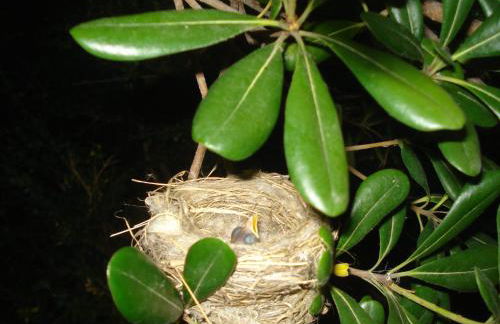 Eressos Ilios Apartments - Photo 11