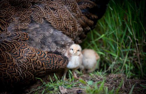Ferienwohnung Spie - Photo 4