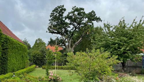 Bellurana®private home - Foto 3, Garden, Garden view