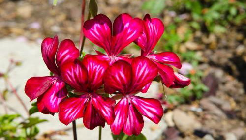 Maison Melrose - Photo 2