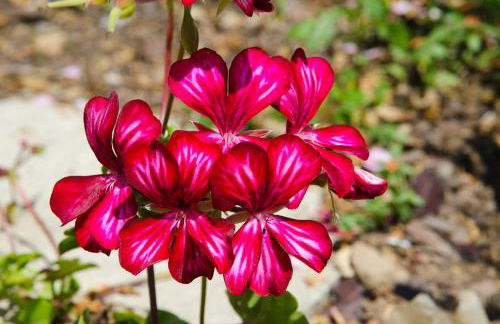 Maison Melrose - Foto 2