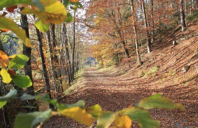 Bungalow in Waldbrunn - Foto 31