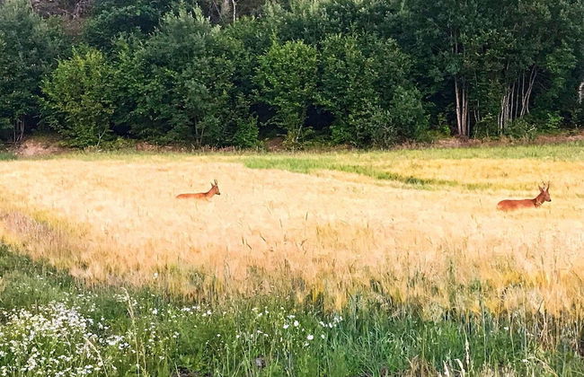 6 Person Holiday Home in Stromstad - Photo 23