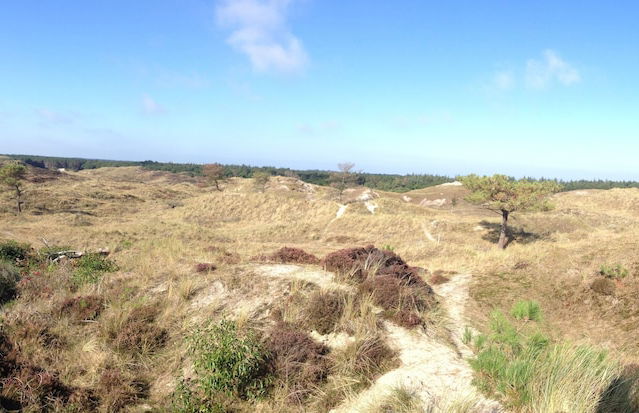 Northseachalets Ameland - Foto 16