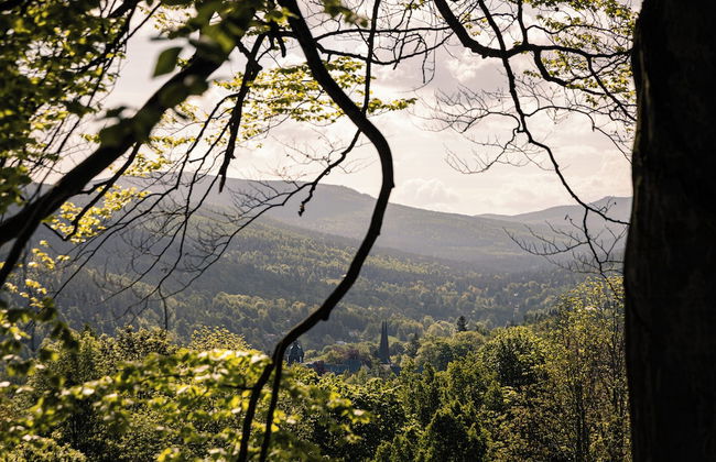 Forest Park Resort & SPA - Foto 36