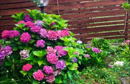 Il Giardino Segreto - Foto 24