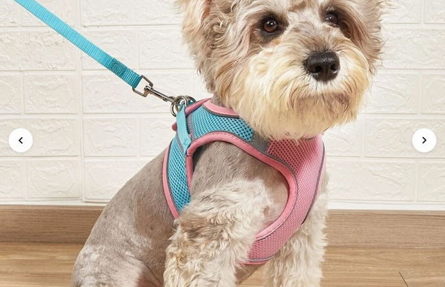 Emile Zola Peoria - Foto 20