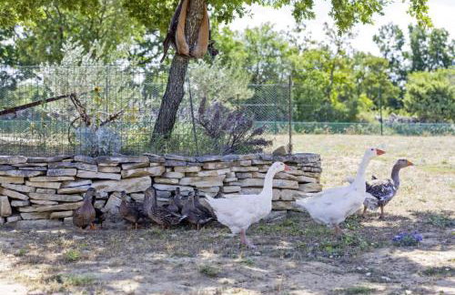 Maslina in Popovići (Haus für 5-7 Personen) - Photo 50