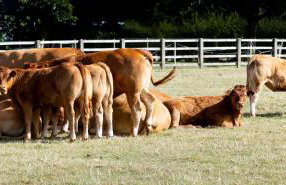 The Chaff House - farm stay apartment set within 135 acres - Foto 39