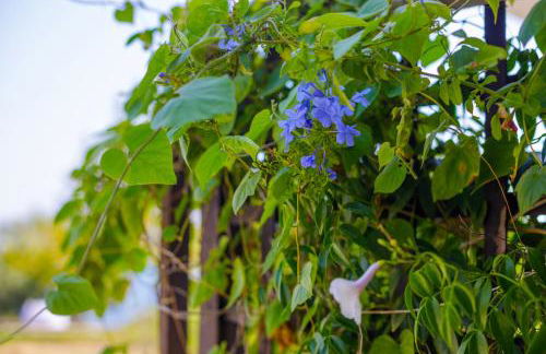 Alethea's Sea View Apartment - Foto 69