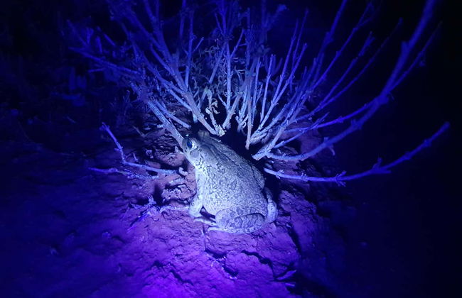 Trilha noturna por Oudtshoorn + Avistamentos de escorpiões - Foto 5