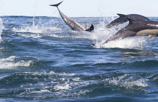 Avvistamento di delfini ad Addu - Foto 2