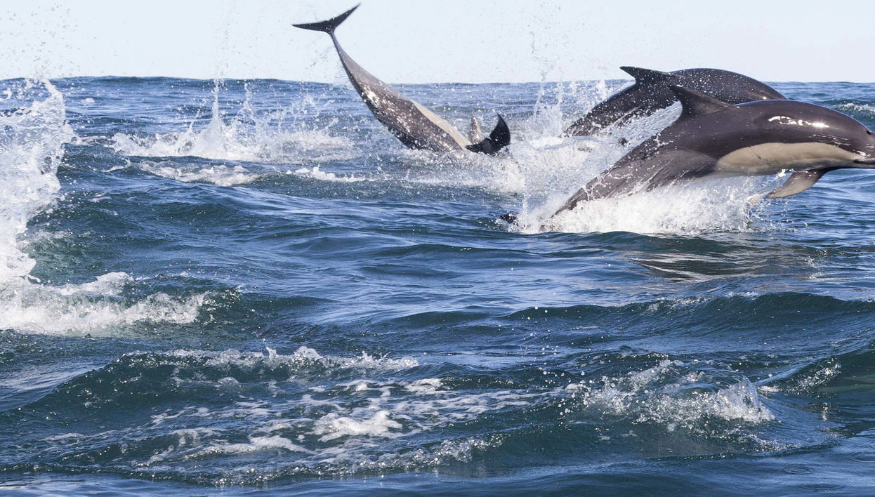 Avvistamento di delfini ad Addu