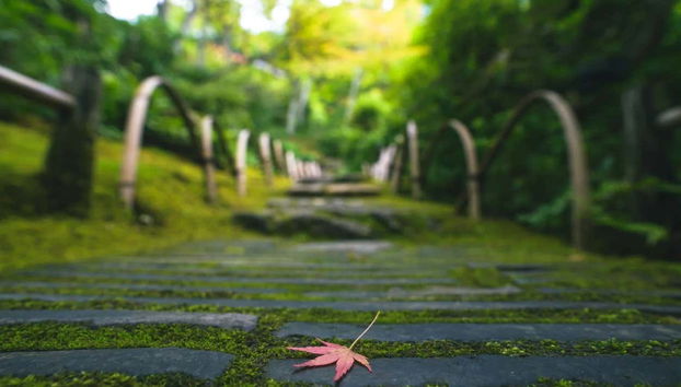 Guided Tour of Arashiyama & Bamboo Forest - Foto 2