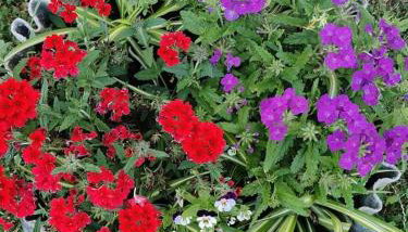 Apartman Lukić - Foto 5, Garden