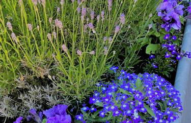 White House Lodges - Foto 31