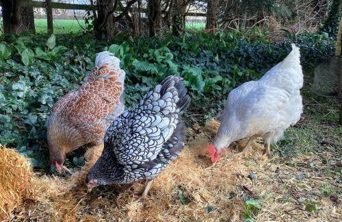 Cottage in North Somerset - Foto 18