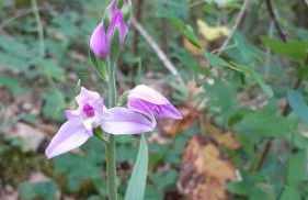 Les Campsis - Foto 24