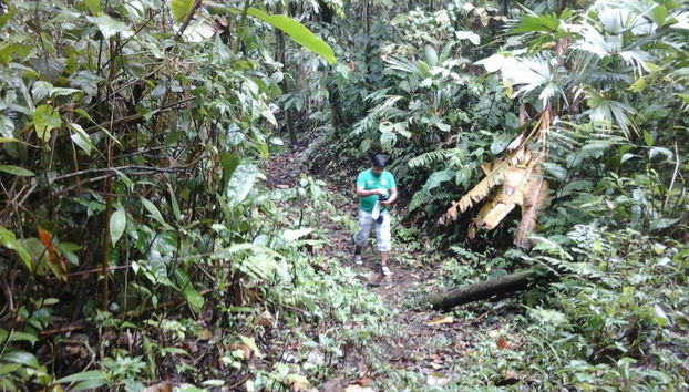 Randonnée dans la jungle