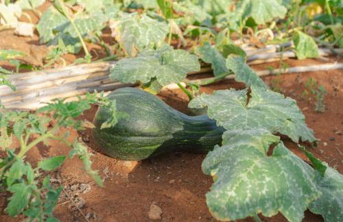 Villa Miradouro da Baleia (Heated Pool optional) - Foto 33