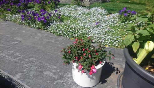 Ferienwohnung mit Garten und Spielplatz - Foto 4, Garden view