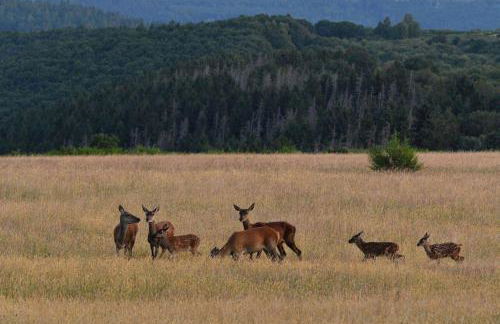 Ferienwohnung EifelReich - Photo 23
