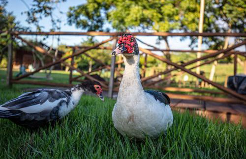 Eco Resort Pedra Bonita - Foto 57