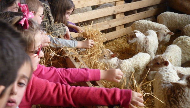 Experiencia única sobre el queso Idiazabal - Tour en grupo reducido - Foto 3
