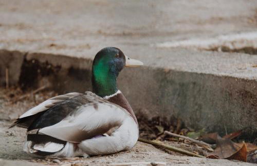 Quinta Do Padrao - Foto 40