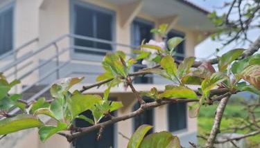 Villa Correia - Ribeiro Frio - Foto 3