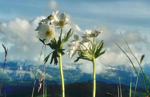 Gemütliche Ferienwohnung Bergwiese, 2-Raum, separates Schlafzimmer, schönen Balkon oder Terrasse, Komfort Ausstattung, ruhige Südlage, kostenfrei WLAN und schöne helle Sauna, Brötchenservice, Parkplatz, Hunde auf Anfrage, E-Tankstelle, Sonnenlage - Photo 31