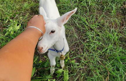 Quinta das Primas - Foto 27