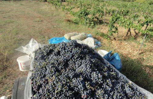 Apartments Brkić, Lozovac Krka NP with Pool - Foto 76