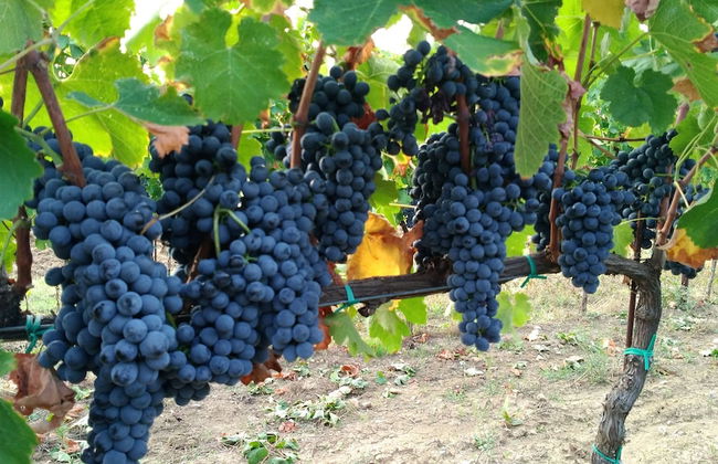 Agriturismo il Querciolo - Photo 69