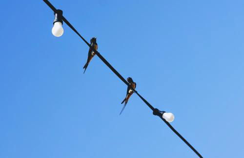 Masseria Pezze Galere Piscina privata - Foto 64