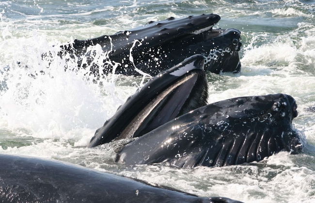 Harborsides Neighbor - Foto 35