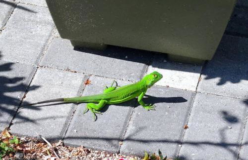 Two blocks from Beach - Walk to the water! - Foto 20