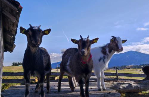 Ferienhof beim Bohlar - Hochplatte - Foto 12