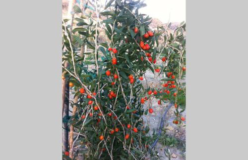 Mini Villas Green - Foto 49