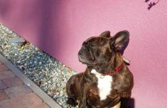 Apartamenty Lavender Hill - Foto 33