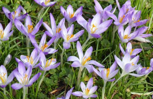 Ferienwohnung Am Kräutergarten - mit Pool, Sauna und Garage - Foto 35