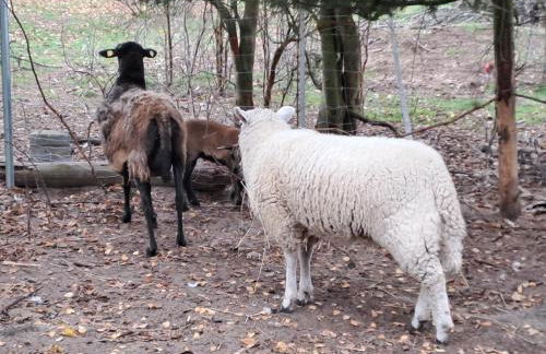 Gnaden- und Ferienhof Saale Wittgenstein in the middle of gar nix - Foto 36